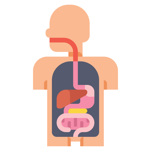 digestive system