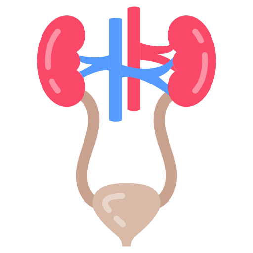 urinary system