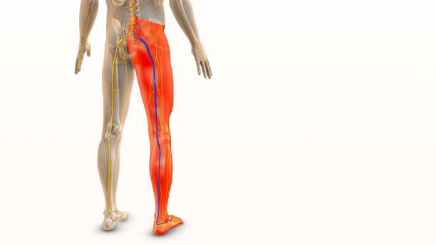 A picture of sciatic pain and take homeopathic treatment at Santosh Homoeo Hall and Clinic
